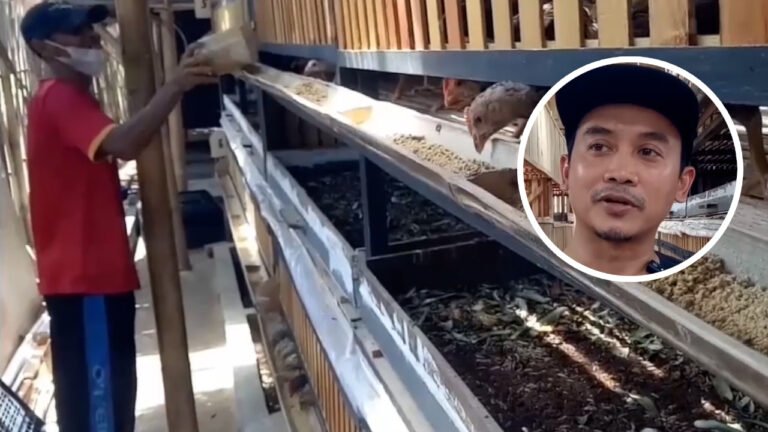 Cerdas Bisnis! Dengan Maggot, Kotoran Ayam Bisa Berubah Jadi Uang