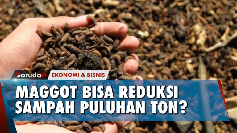 PLN Kucurkan Dana CSR 200 Juta Untuk Kelompok Usaha Maggot