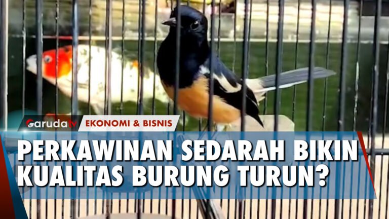 Hindari Perkawinan Sedarah, Ternak Murai Batu Ini Catat Silsilah Setiap Burungnya