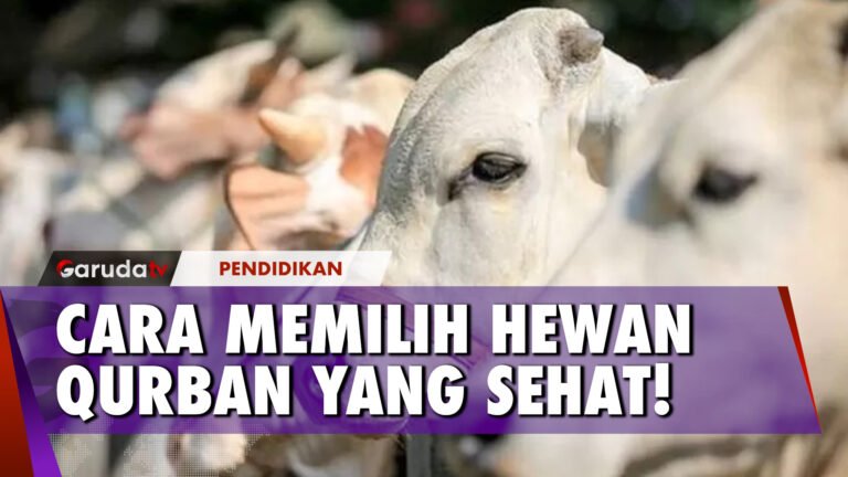 Ini Dia, Tips Memilih Hewan Qurban yang Baik dari Prodi Peternakan POLIJE