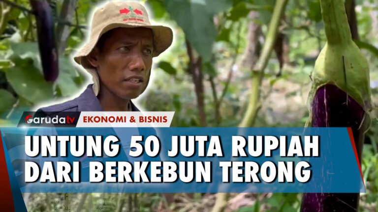 Lahan Tidur Ditanami Terong, Pemuda Aceh Utara Ini Untung 50 Juta!