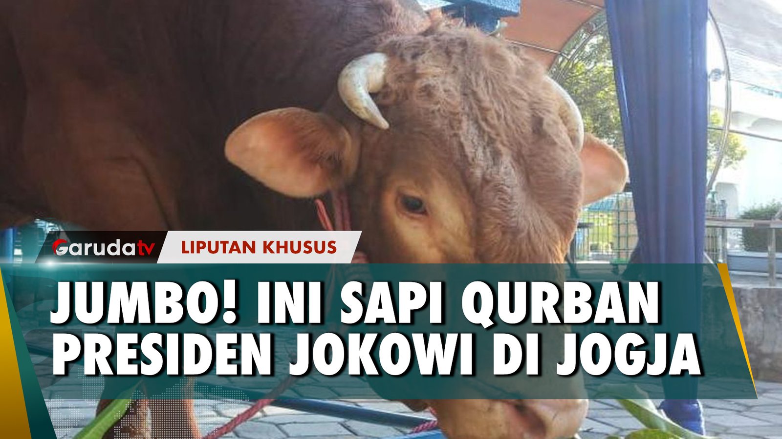 Sapi Qurban Presiden Joko Widodo Didistribusikan ke Sejumlah Masjid