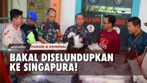 TNI AL Berhasil Gagalkan Penyelundupan Benih Lobster dari Surabaya