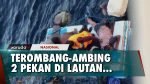 Terombang-ambing 2 Pekan, 6 ABK KM Farida Indah Ditemukan Kapal Singapura
