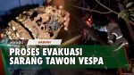 Detik-detik Sarang Tawon Vespa Dievakuasi Damkar Depok