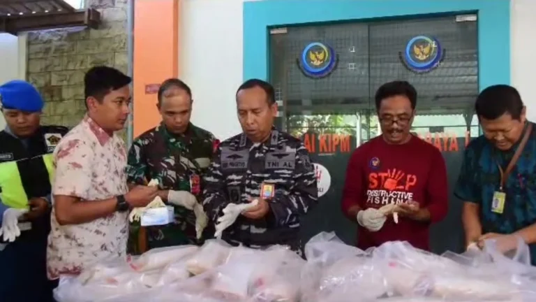 TNI AL Berhasil Gagalkan Penyelundupan Benih Bening Lobster ke Singapura Senilai Miliaran Rupiah