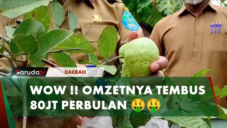 Warga Bangka Belitung Cetak Uang dari Lahan Tidur