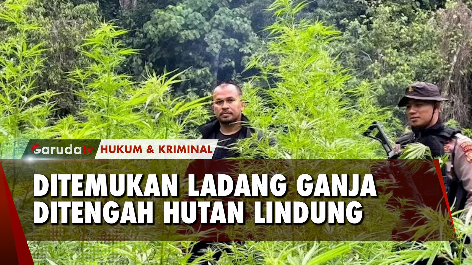 Polisi Aceh Temukan Ladang Ganja Seluas 4 Hektar di Hutan Lindung