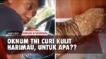 WADUH! Oknum Anggota TNI Curi Kulit Harimau Milik Komandan