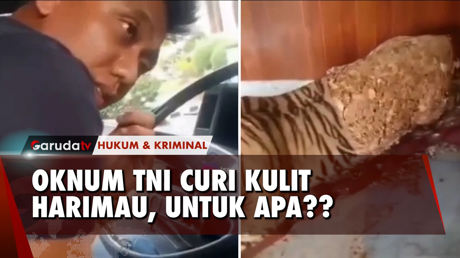 WADUH! Oknum Anggota TNI Curi Kulit Harimau Milik Komandan