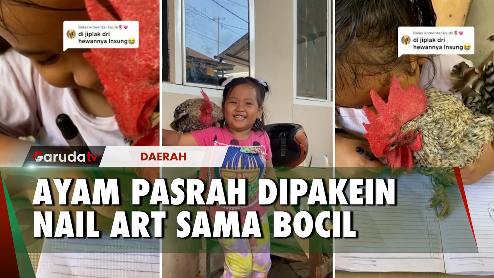 Gemas!!! Aksi Bocah Asal Makassar Dandani Ayam Peliharaannya