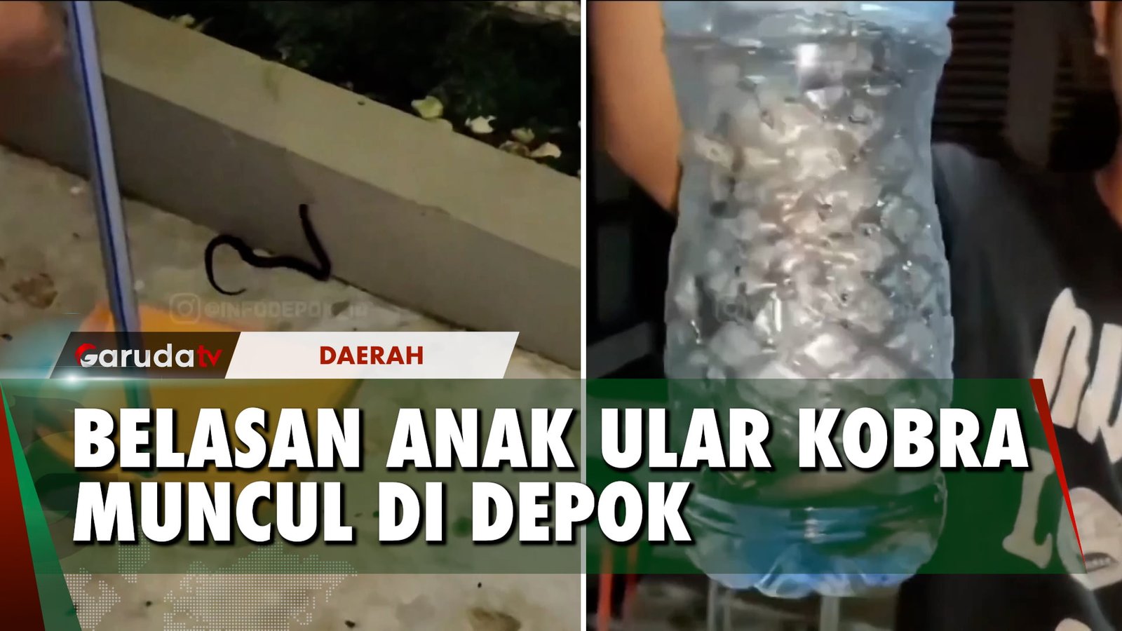 Mulai Meresahkan! Warga Depok Diteror Anak Ular Kobra