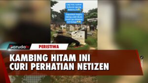 VIRAL! Tiba-Tiba Muncul Kambing Hitam di Makam Glen Fredly