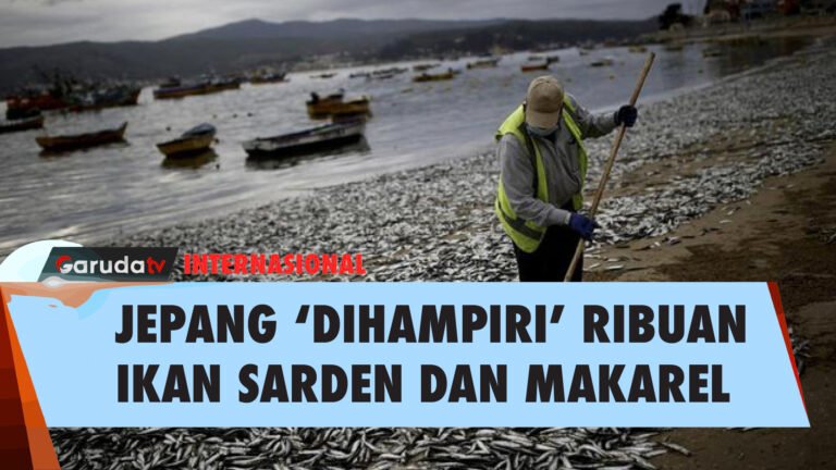 Ribuan Ikan Sarden dan Makarel Terdampar di Hokkaido, Jepang