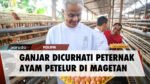 Ganjar Blusukan ke Desa Peternak Ayam Petelur di Magetan