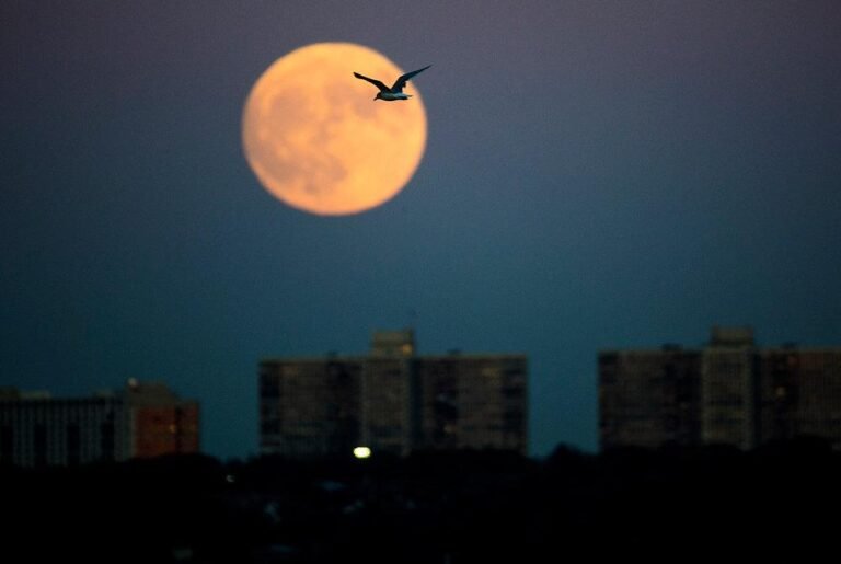 Catat Tanggal Munculnya Wolf Moon, Bulan Purnama Pertama di Januari 2024