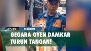 Sering Gigit Warga, Kucing Oyen di Cibinong Harus 'Diamankan' Damkar