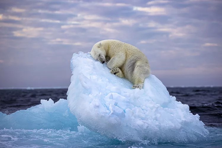 Foto Beruang Tidur di Atas Es Menang Wildlife Photographer of The Year People's Choice Award