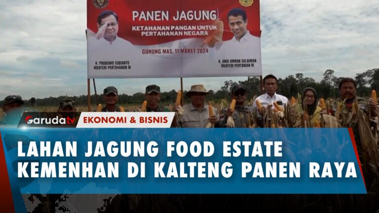 BERLIMPAH! Kemenhan Gelar Panen Raya Jagung di lahan Food Estate Kalteng