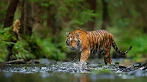 Kampung Suoh Lamung Diteror Harimau, Tim Rescue Harimau Dikerahkan