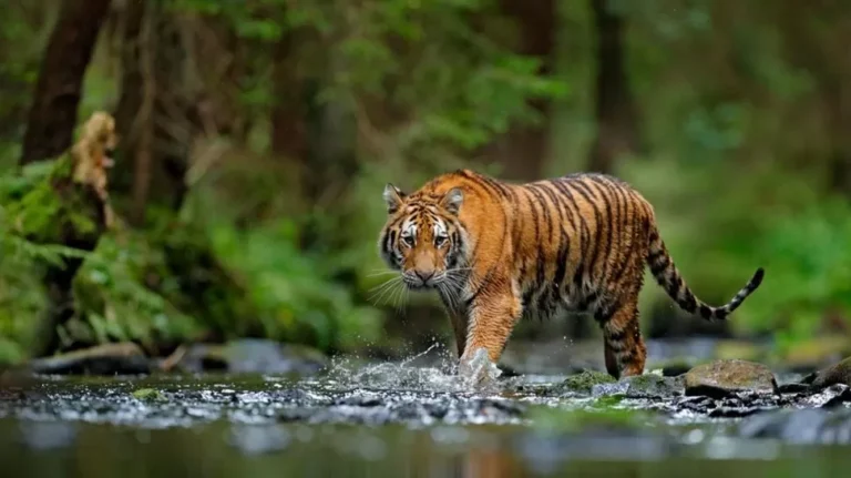 Kampung Suoh Lamung Diteror Harimau, Tim Rescue Harimau Dikerahkan