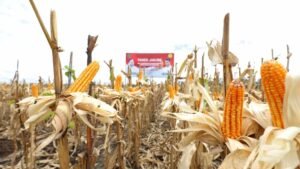 Kemhan dan Kementan Panen Raya Jagung di Lahan Food Estate Gunung Mas Kalteng