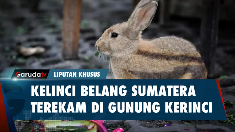 VIRAL! Kelinci Belang Sumatera yang Terancam Punah Terekam Kamera di Gunung Kerinci