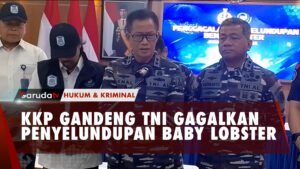 Bravo! KKP Dan TNI AL Berhasil Gagalkan Penyelundupan Baby Lobster Rp 46,8 M