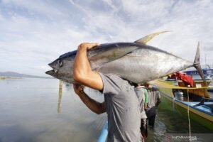 Ilustrasi Produksi Ikan di Indonesia