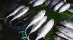 KKP: Produksi Ikan Tuna di Indonesia Menyentuh 1,49 Juta Ton Setiap Tahunnya