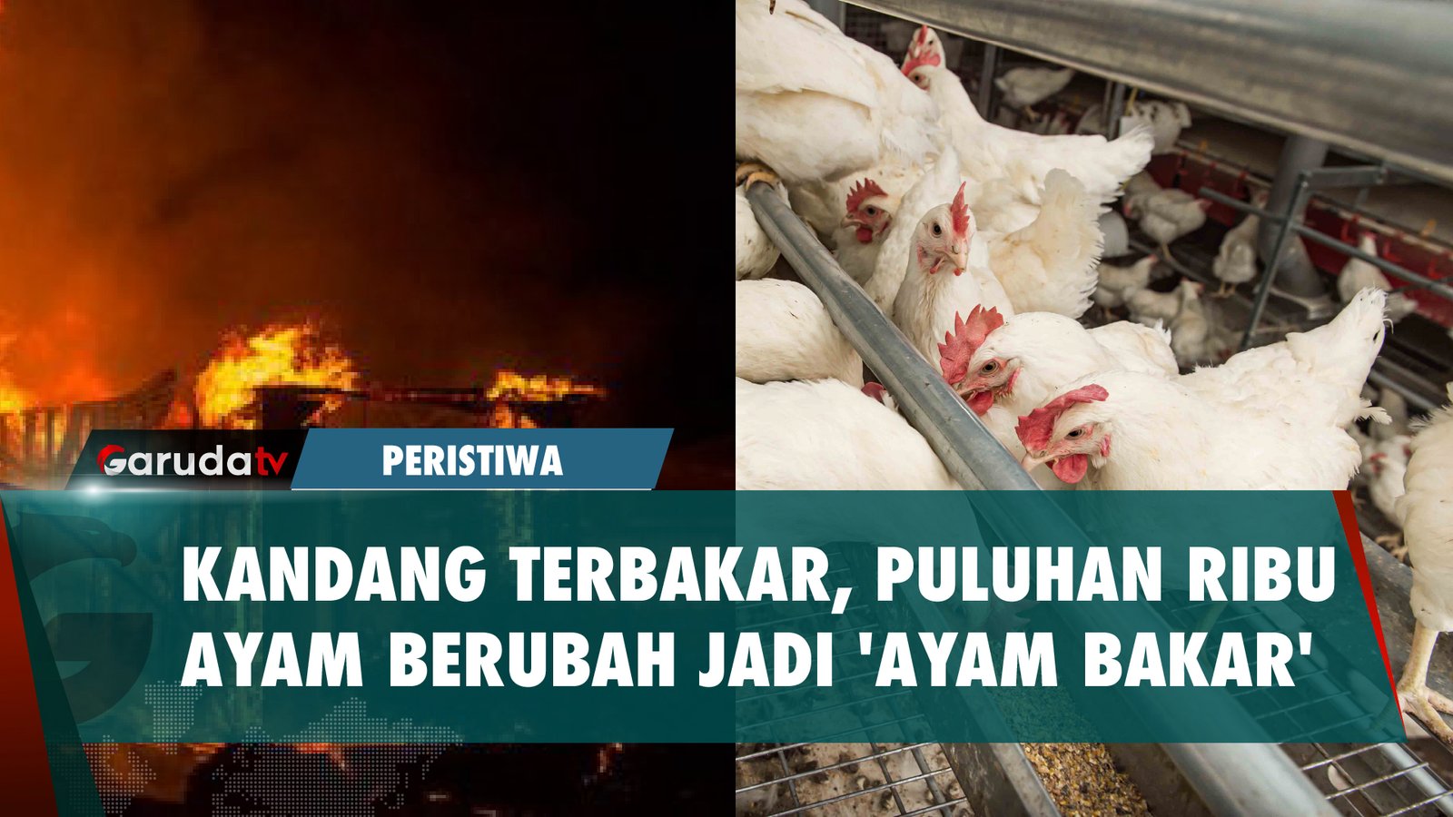 Kandang Terbakar, Puluhan Ribu Ayam ini Hangus Seketika!