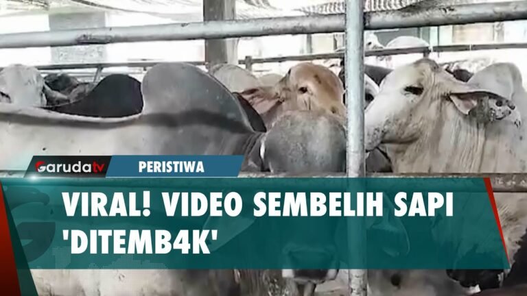 Proses Sembelih Sapi 'Ditemb4k' di Surabaya Bikin Heboh