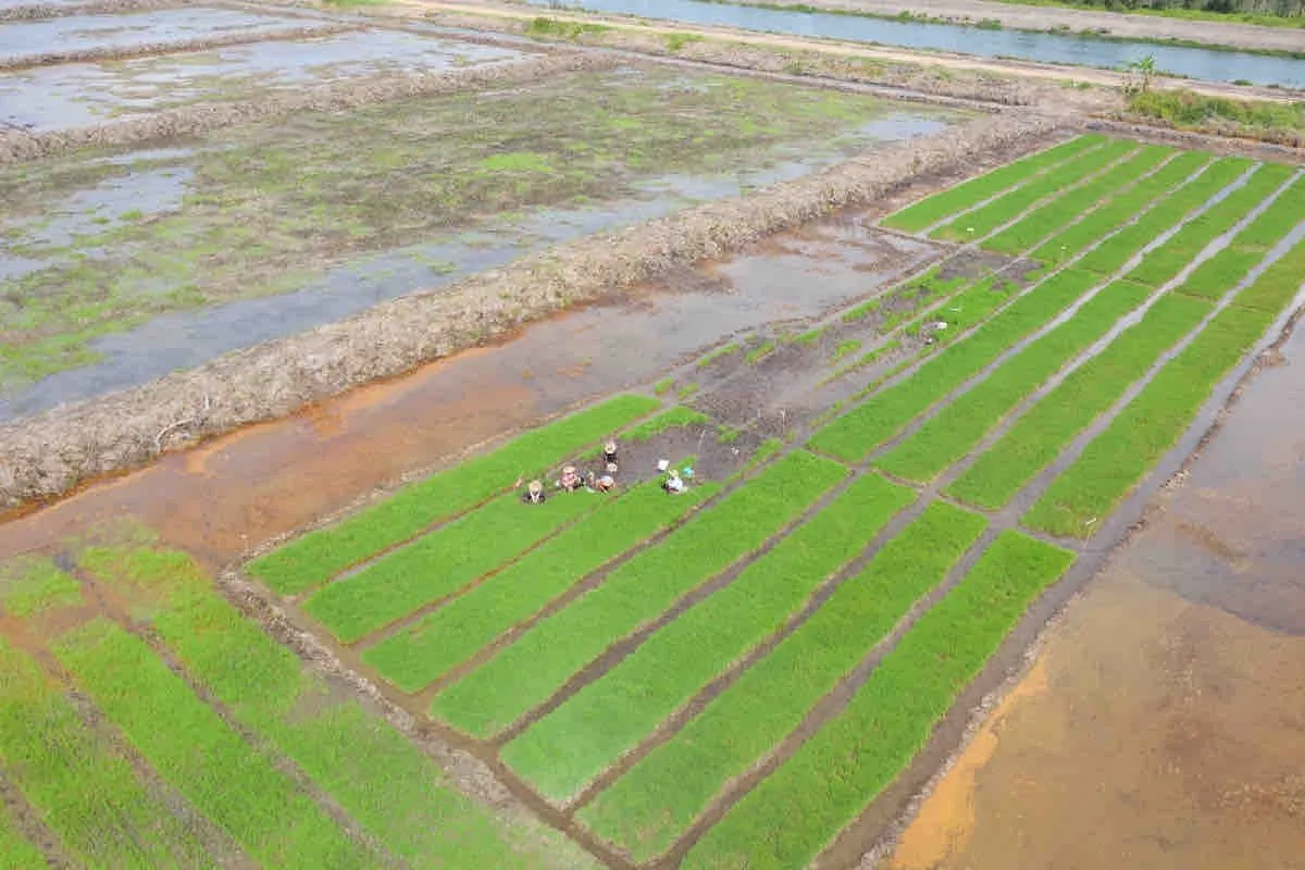 Bahas Percepatan Cetak Sawah, Presiden Prabowo Panggil Mentan dan Wamentan ke Istana