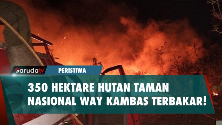 Sebanyak 350 Hektare Hutan Taman Nasional Way Kambas Terbakar! Ini Kronologinya!