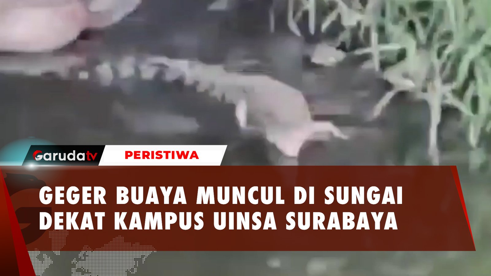 Heboh Buaya Muncul di Kampus, Buaya Darat?