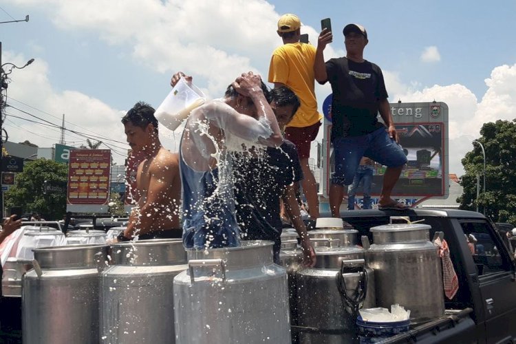 Jeritan Hati Peternak Boyolali, Buang Puluhan Ribu Liter Susu Karena Kuota Dibatasi