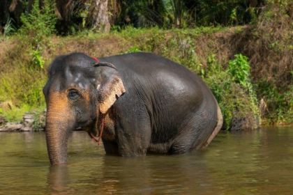Ilustrasi gajah. (Getty Images/valentinrussanov)