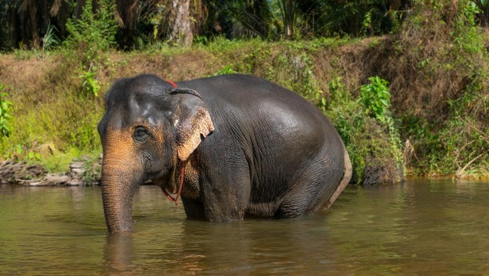 Ilustrasi gajah. (Getty Images/valentinrussanov)