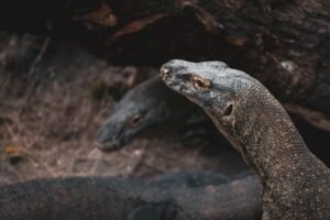 Ilustrasi Komodo yang Serang Warga Rinca. (Pexels)