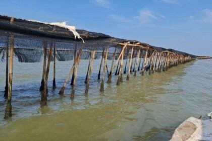 KKP Temukan Pagar Laut Misterius Lagi, Kali Ini di Serang