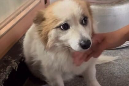 Anjing bernama Pudding milik korban tewas kecelakaan Pesawat Jeju Air (Instagram/@care_korea_official)