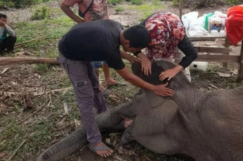 Gajah Rimbani di Balai TNTN (ANTARA)