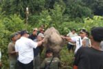 Seekor gajah betina diperkirakan berusia 6,5 tahun (Dok. Polres Aceh Timur)