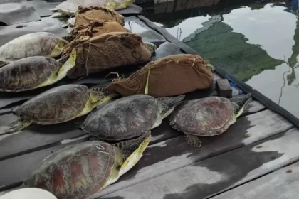 22 Ekor Penyu Hijau Ditemukan Terikat dan Akan Diselundupkan