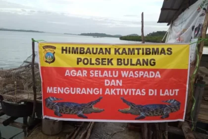 Lepas dari Penangkaan, Tiga Ekor Buaya Berkeliaran di Pulau Bulang