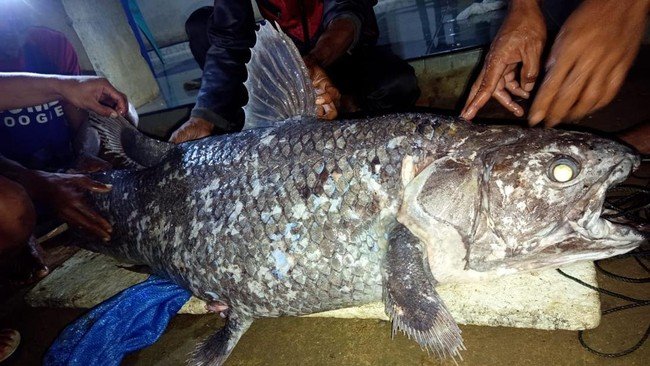 Ikan Purba Ditemukan di Gorontalo (Detik)