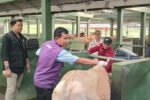 Proses karantina sapi yang terjangkit wabah PMK oleh DPKHP (ANTARA)