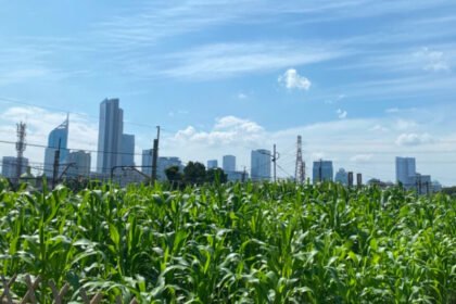 Lahan jagung di tengah kota (Dok. Istimewa)
