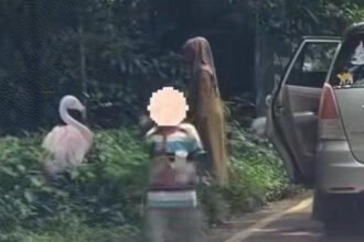 Pengunjung Taman Safari Indonesia (TSI) Bogor turun dari kendaraanya di area terlarang saat berwisata (Dok. Tangkapan Layar-Instagram)
