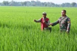 Turun ke Sawah, Babinpotdirga Lanud SKI Dampingi Petani Kawal Perkembangan Padi
